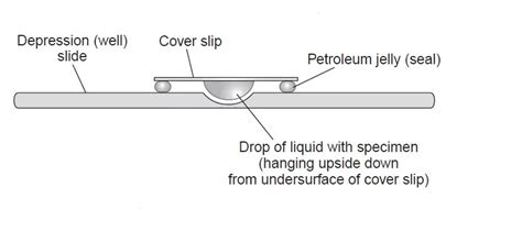 wet mount vs hanging drop